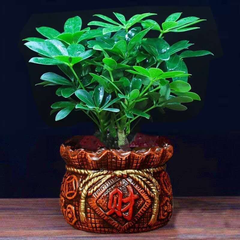 八方来财四季常木鸭脚青室内阳台桌面绿植盆栽花卉发财树苗七叶莲
