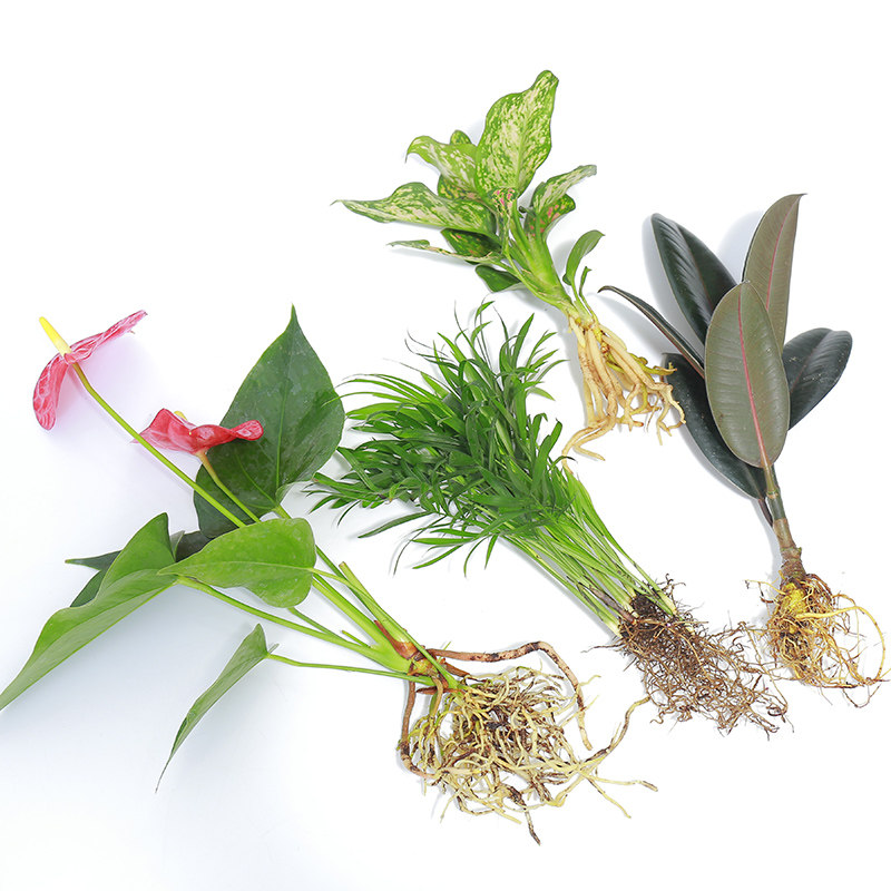 水培植物绿萝萝富贵竹室内盆栽好养客厅花卉桌面玻璃鱼缸水养绿植