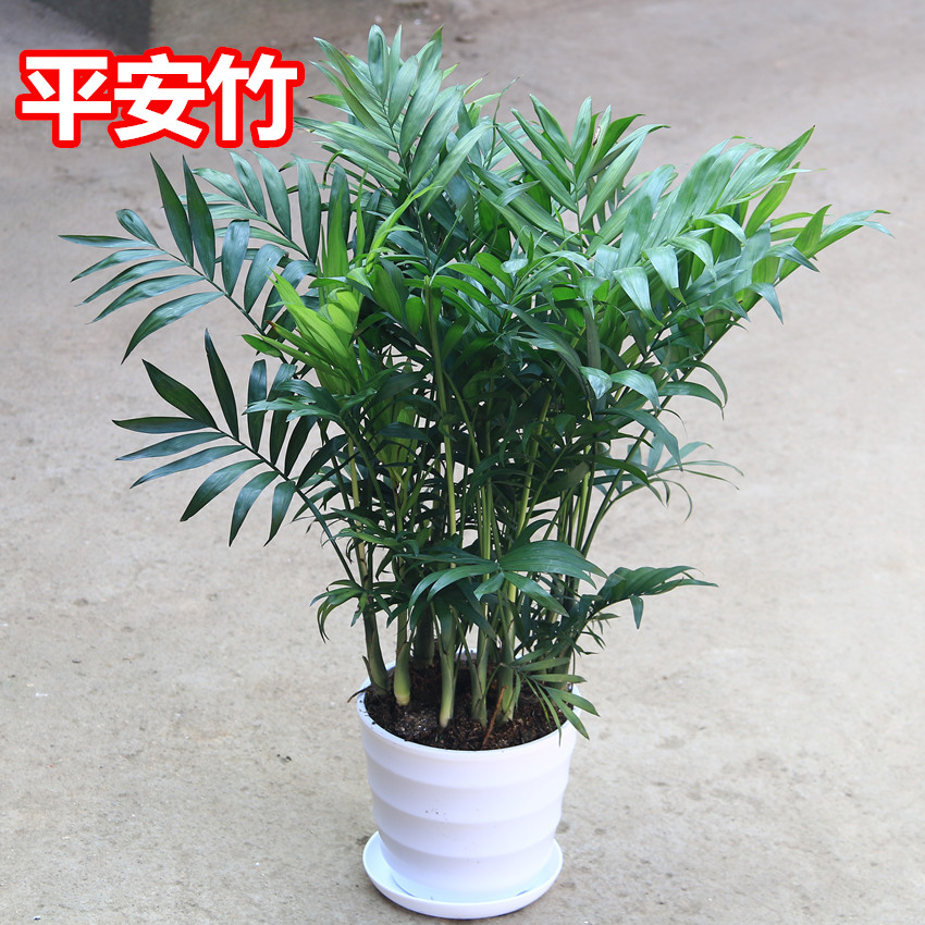 家里植物耐寒绿植大型花卉客厅室内花卉盆栽袖珍椰子富贵竹吸甲醛