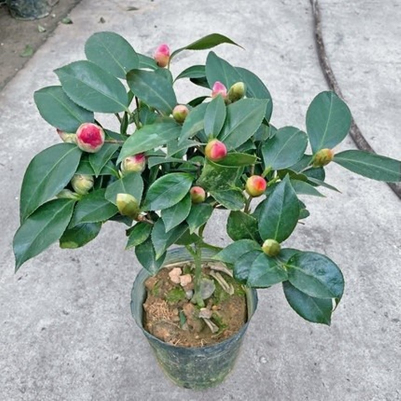 香妃山茶花苞盆栽带花五色赤丹花卉植物室内好养茶花树苗四季开花