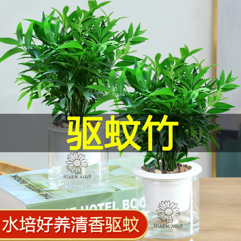水培驱蚊盆栽富贵竹柏竹水养植物驱蚊草室内客厅绿植花卉四季常青