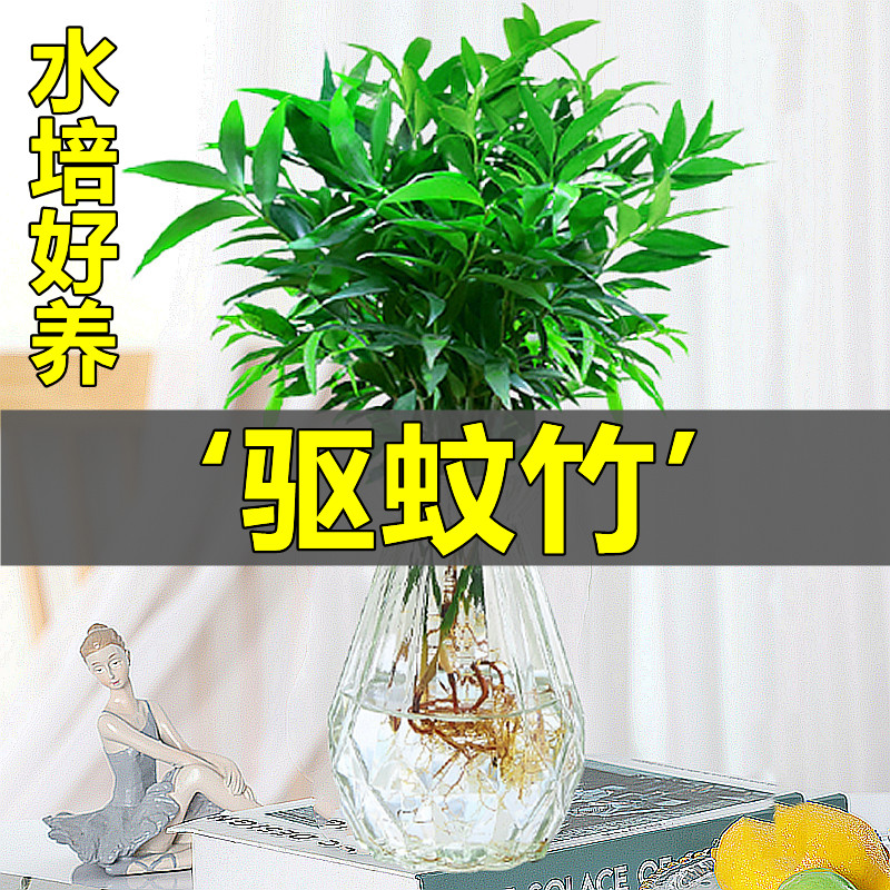 水培植物竹柏新宠驱蚊盆栽富贵竹驱蚊草花卉植物室内绿植水养植物