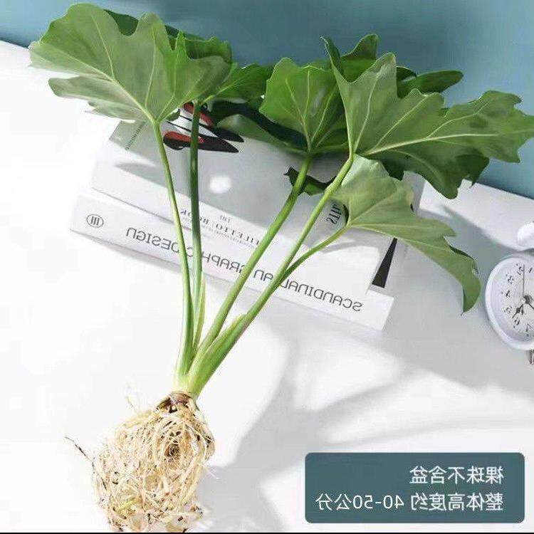 春雨绿植盆栽花卉植物室内易养活龟背芋无土春羽水培植物室内好养