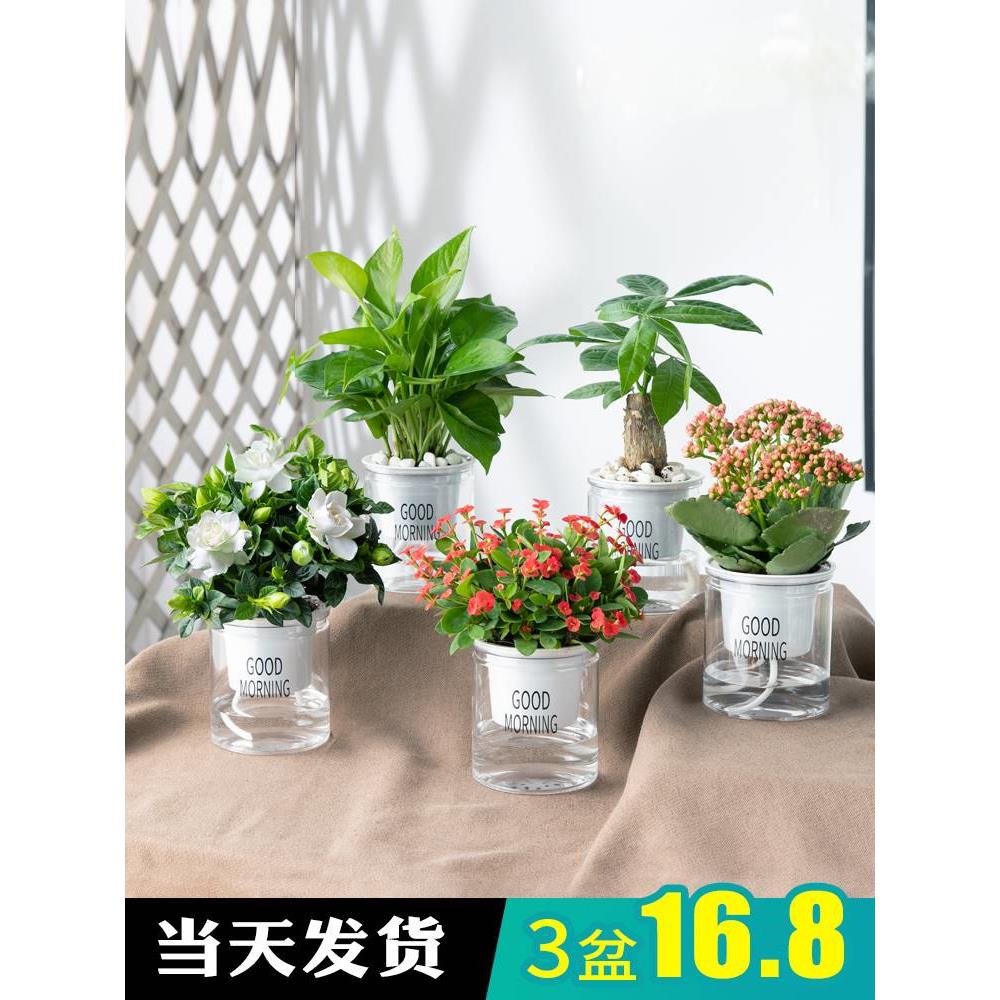 绿植发财室内栀树绿萝子花卉盆栽办公室吊兰吸甲醛小水培多肉植物