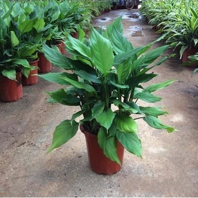 花卉万年四季青常植物青大型树苗耐寒的室内外银皇后盆栽花苗包邮
