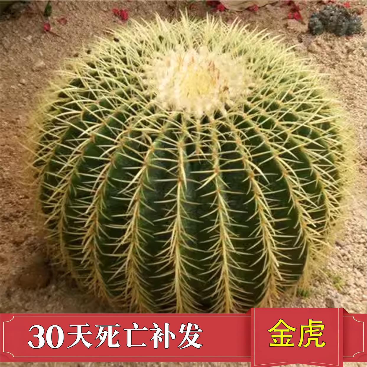 金虎仙人仙人掌盆栽球办公室电脑防辐射多肉植物肉肉绿植盆景金琥