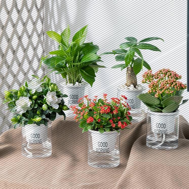 绿植发财树绿萝室内栀子花卉盆栽办公室吊兰吸甲醛小水培多肉植物