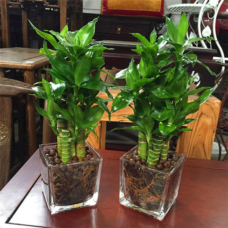 新品荷花盆竹水培植物栽节节高富贵竹室内桌面四季常青小绿植包邮
