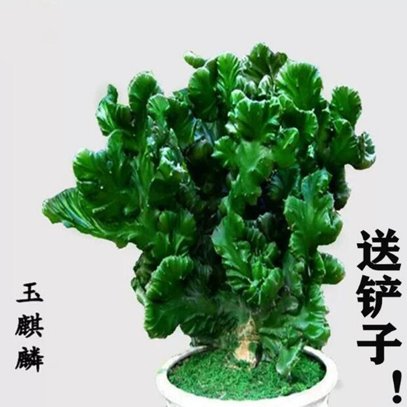 多肉植物花盆栽玉麒麟卉仙人掌麒麟掌室内吸甲醛防辐包邮