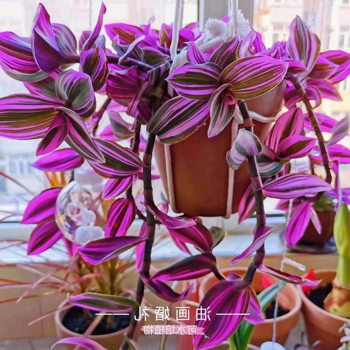 荷兰进口婚礼油画盆栽室内植物玫红色观叶紫露草进化吊兰防辐射