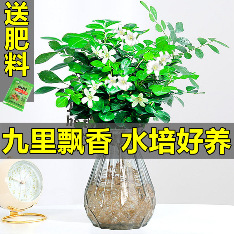 九里香水四盆栽植物培季开花卉七里香千里眼树苗老桩室内易活绿植