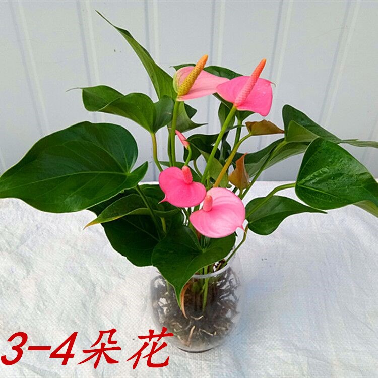 新品绿植粉掌苗 带花 室内盆栽植物 水培红掌绿萝 土培发财树包邮
