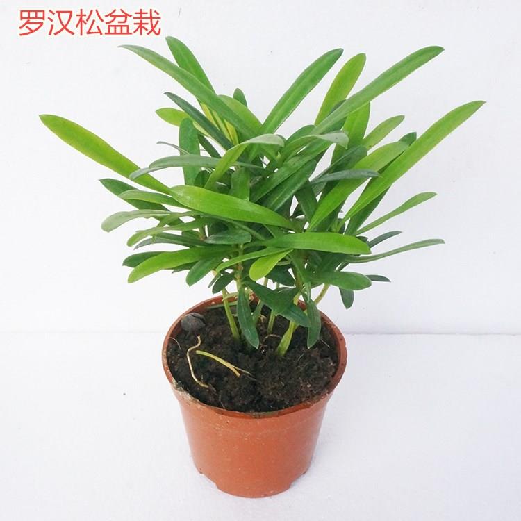 带盆 室花盆栽 内卉 植物 罗汉松 迷你绿植创意桌面小盆景树苗