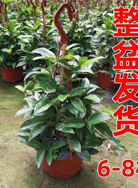 球兰花盆栽大苗吊绿植兰家养花卉植物四季开花常绿室内万里飘香藤