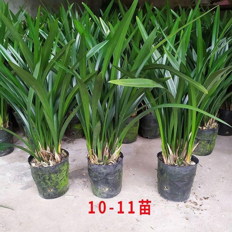 名贵兰花苗企浓黑墨兰香型兰花盆栽墨兰花苗易养活养花卉室内绿植