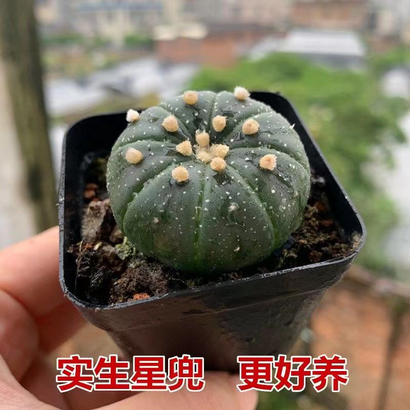 实生星兜植物小南多肉瓜无刺仙人球迷你可爱小盆栽桌面办公防辐射