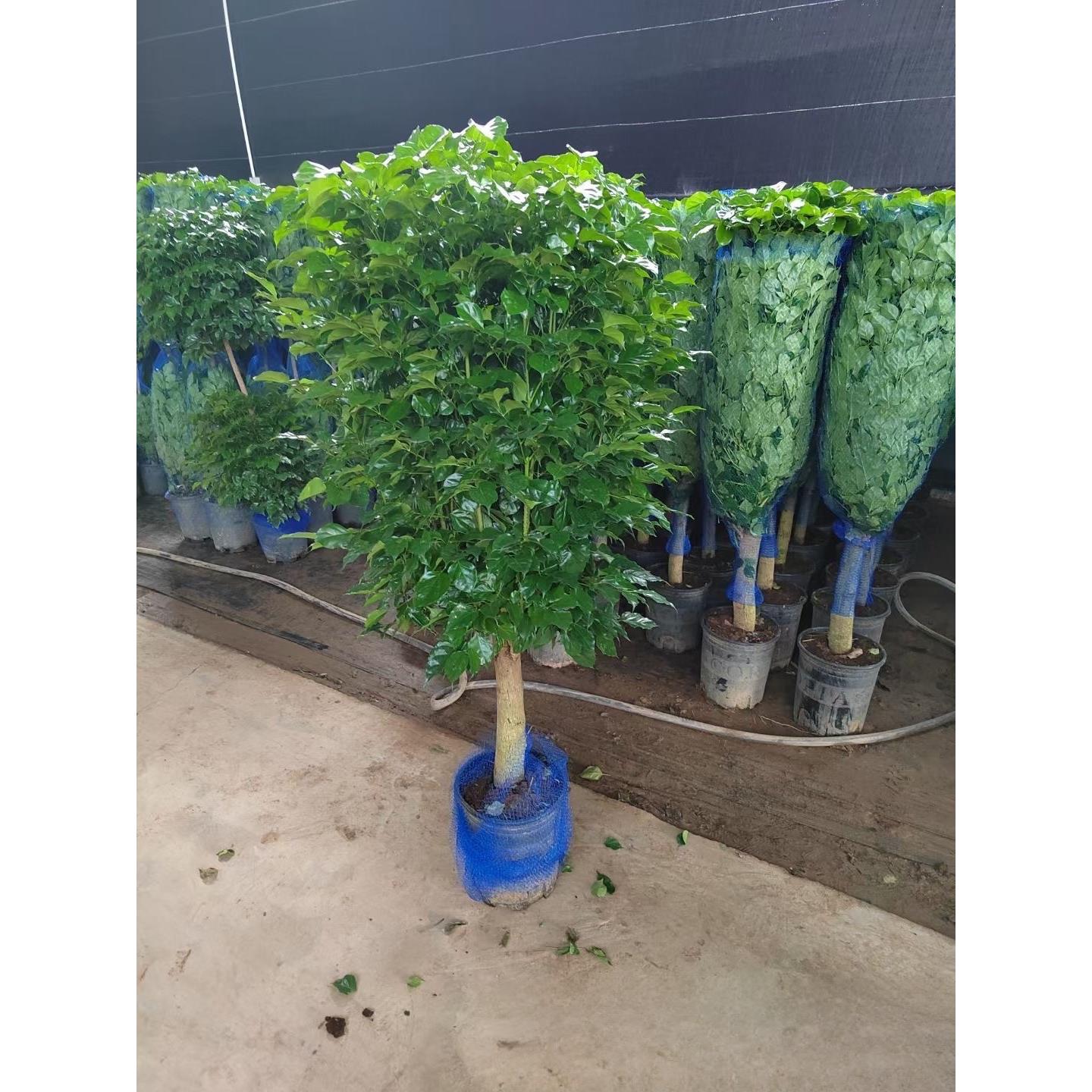 幸福树盆栽客厅办公室大型绿植盆景平安树驱蚊植物开业乔迁花卉