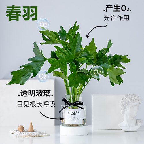 水培春羽内办公室盆栽吸甲醛客厅花卉好水养龟背竹天堂鸟春雨植物