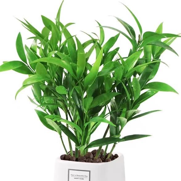 竹柏驱蚊竹水培祛蚊植物室内外蚊子克星水养绿植花卉盆栽办公桌面