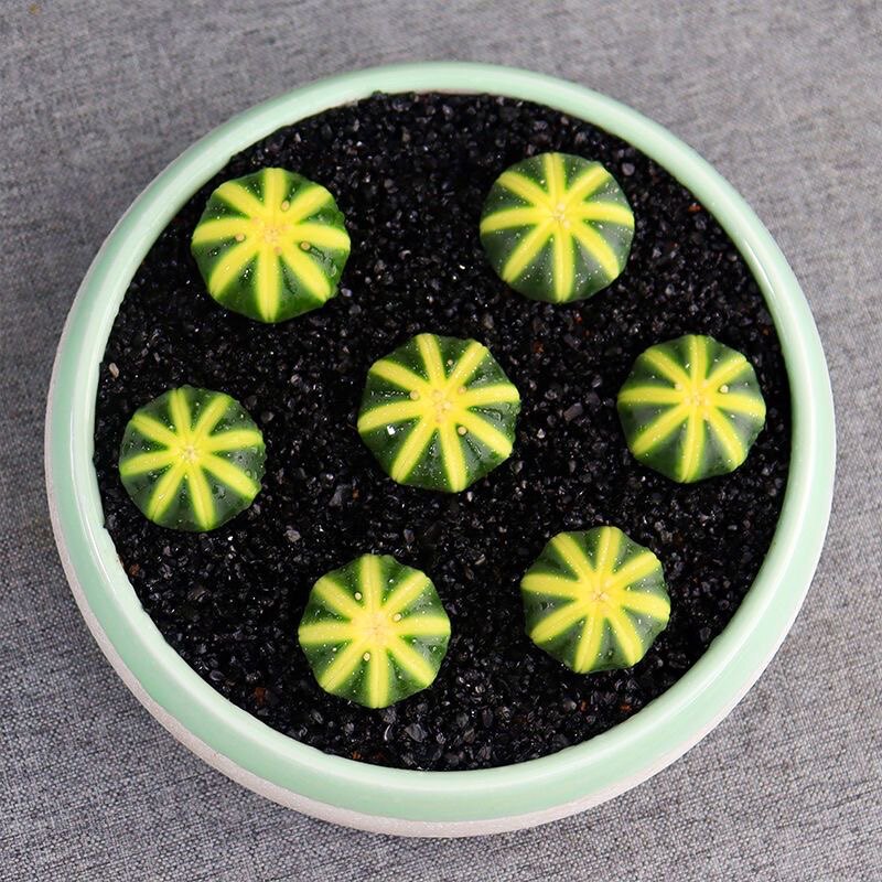 实生星兜锦多西瓜兜兜肉植物开花仙人球组合防辐射四季好养盆栽