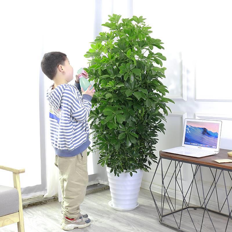 鸭脚木鸭柴七掌木鹅掌叶莲八方客厅来财大型绿植盆栽开业乔迁送礼