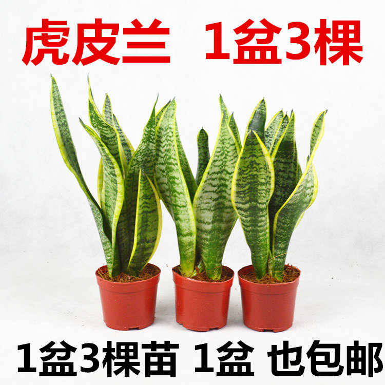 虎皮兰盆栽室内盆植物栽金边虎尾兰包邮白玉虎皮兰绿萝包邮