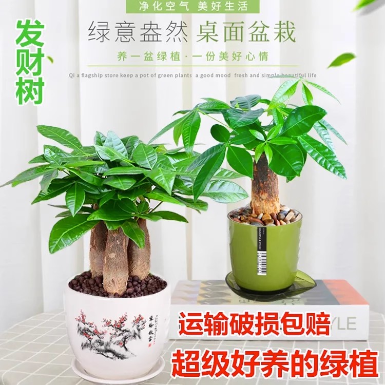 发财树盆桌客厅栽室内面绿植小盆景大发财树苗招财树吸甲醛植物