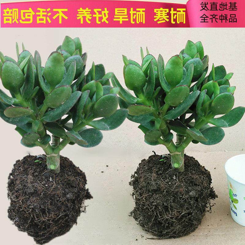 室内防辐射净化空气绿植花卉四季玉树盆栽玻璃翠燕子掌大多肉植物