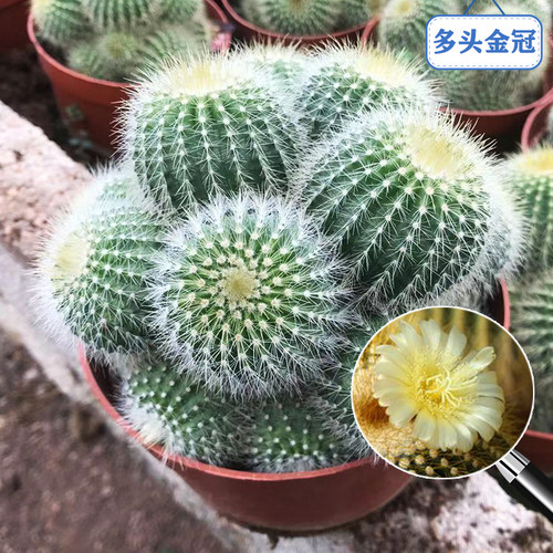 多头金冠仙人掌仙人球多肉植物小盆栽办公室内花卉桌面绿植