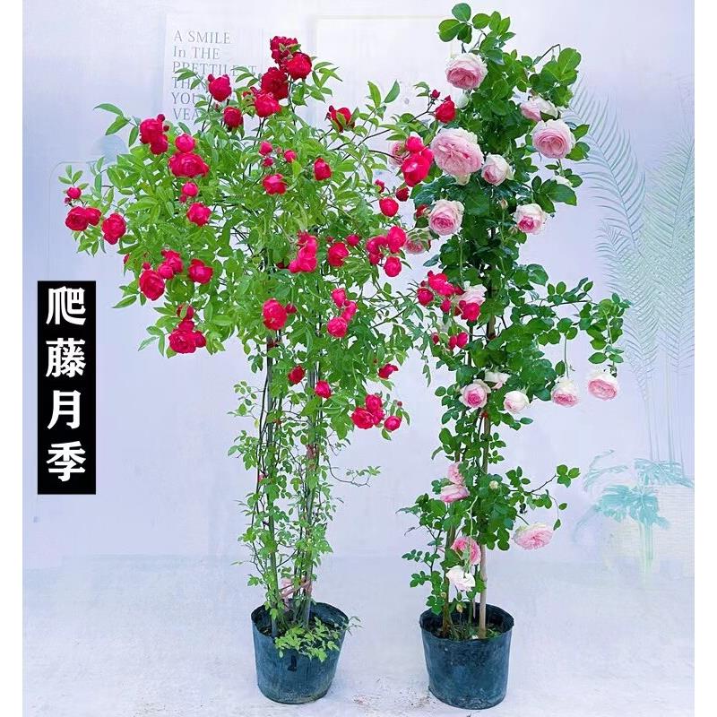 大型大苗蔷薇花藤本苗月季特大花庭院爬藤植物四季开花卉盆栽玫瑰