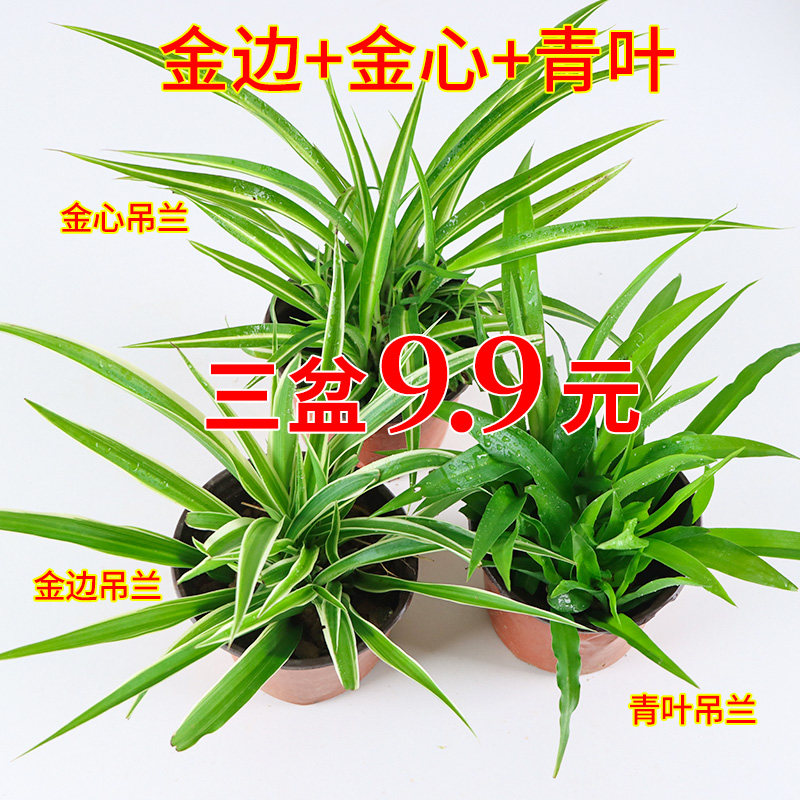 金边金心室内植物吊兰好养花卉盆栽吸除甲醛净化空气水培水养绿植