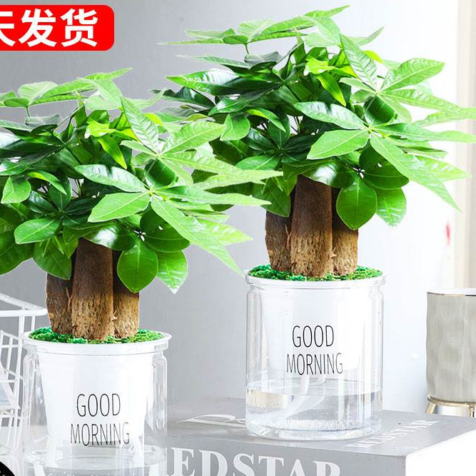 水培发财树小植物盆栽办公室内三杆原生招财摆件盆景花卉绿植好养