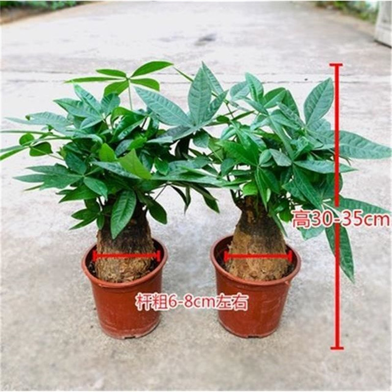 发财树盆栽植物客室内厅招财树四季常青净化空气吸甲醛绿植小盆景
