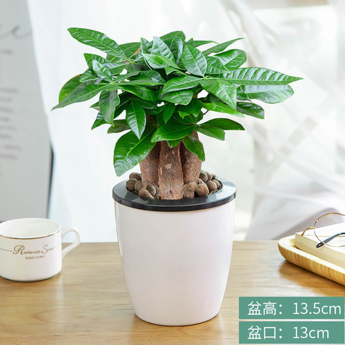 发财树盆栽客植物室内厅好养办公室水培绿植小盆景招财小盆栽花卉