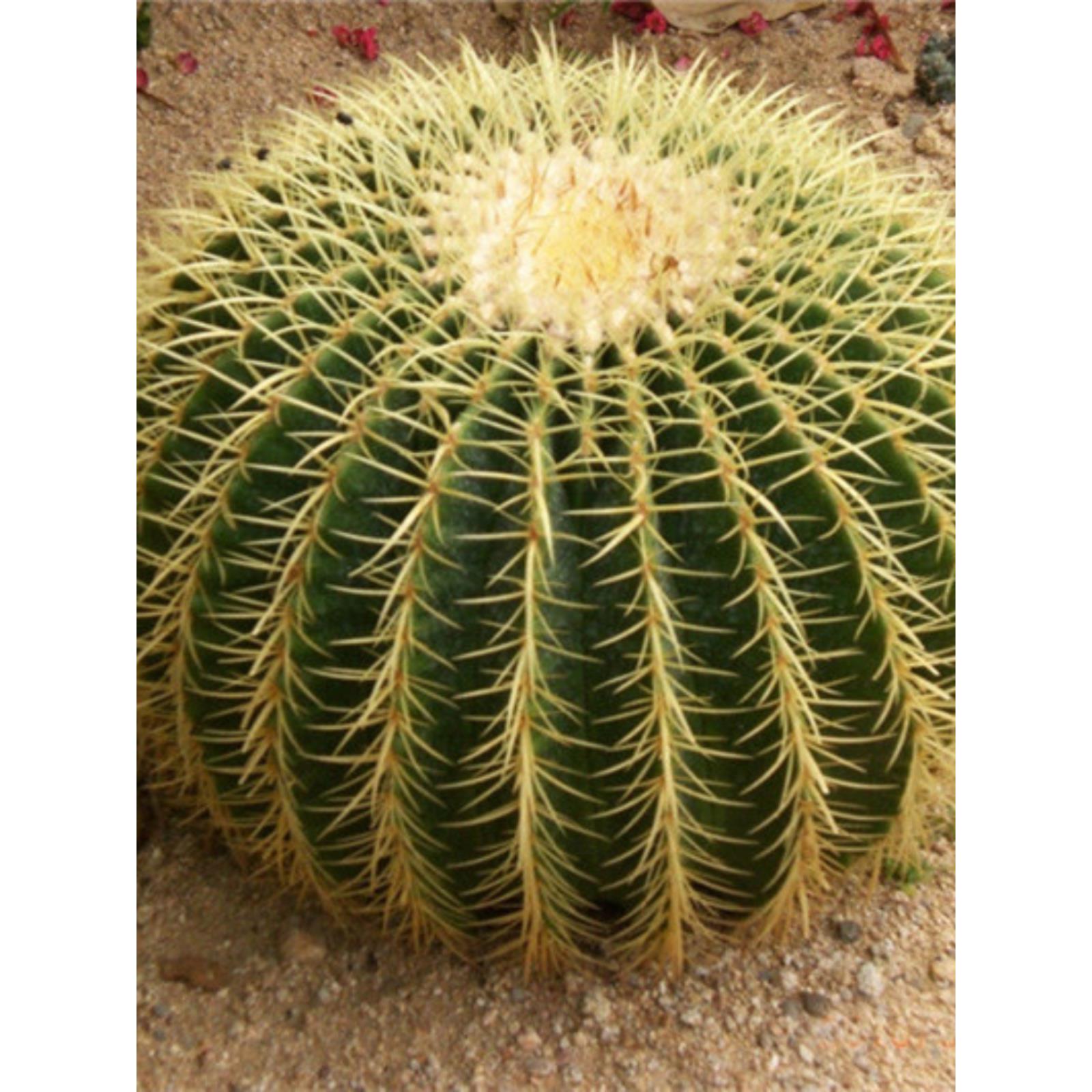 金虎仙人仙人掌盆栽球办公室电脑防辐射多肉植物肉肉绿植盆景金琥