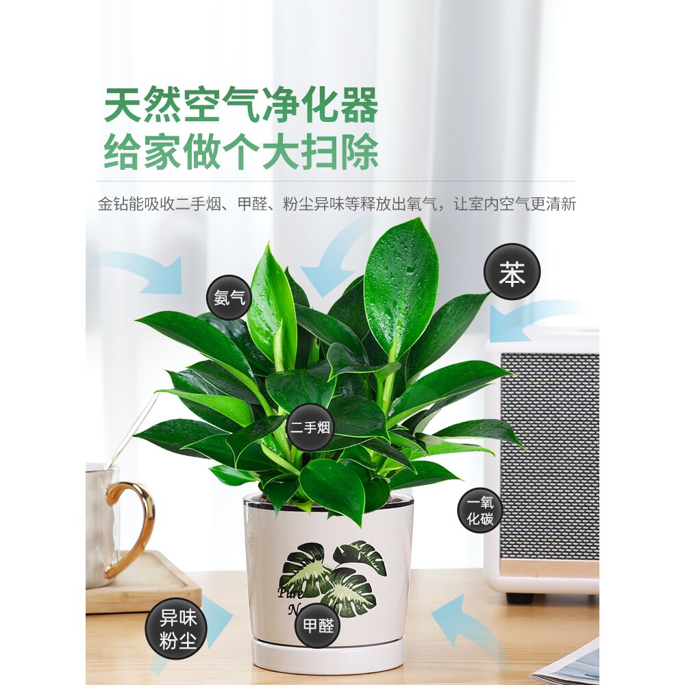 金钻盆栽植室内绿萝箩物花卉水培绿植办公室多肉净化空气去除甲醛