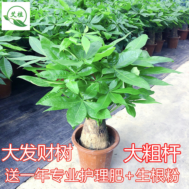 发财树盆客厅树栽招财四季常青防辐射绿植物室内桌面水培花卉盆景