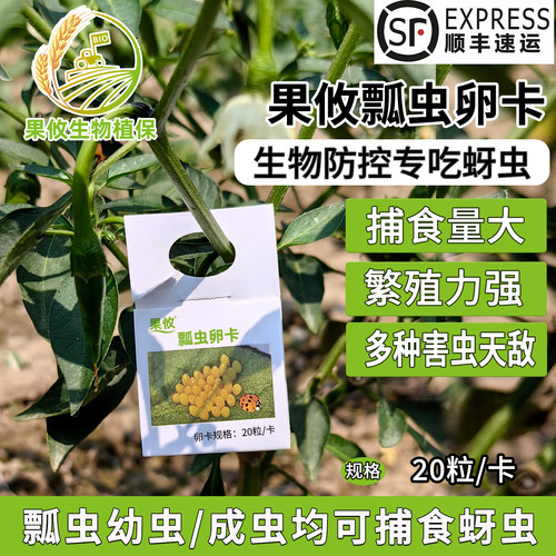 顺丰果攸异色瓢虫卵卡蚜虫天敌