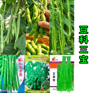 豆科三宝 长豇豆四季豆毛豆种子组合 蔬菜种子