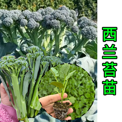 【稀缺菜苗】甜杆西兰苔菜苗盆栽