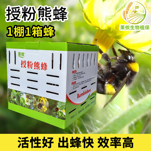 果攸熊蜂授粉蜂草莓番茄甘蓝育种