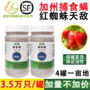 玫瑰红蜘蛛白蜘蛛天敌袋罐装 加州新小绥螨草莓月季 果攸捕食螨