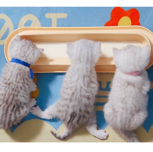 Много -CAT -общая длинная кошачья чаша молоко кот молоко молоко котенок котенок блюд для блюд для промахиваемой чаши для воды, чтобы предотвратить перевозку домашних животных питья бассейн