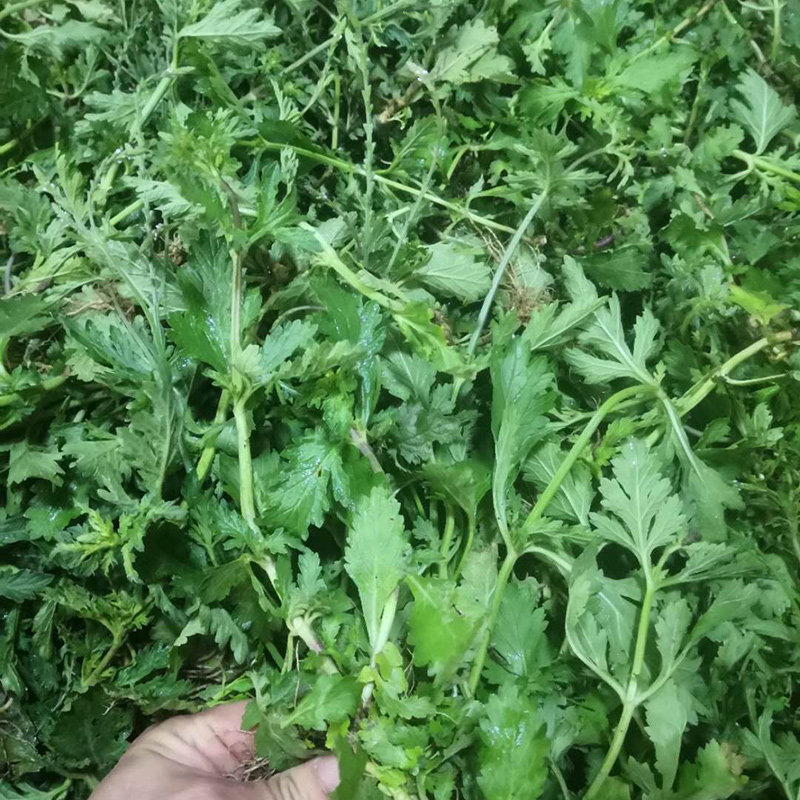马鞭草正宗铁马莲现采退血草新鲜蜻蜓草农家天然中草药马鞭梢500g