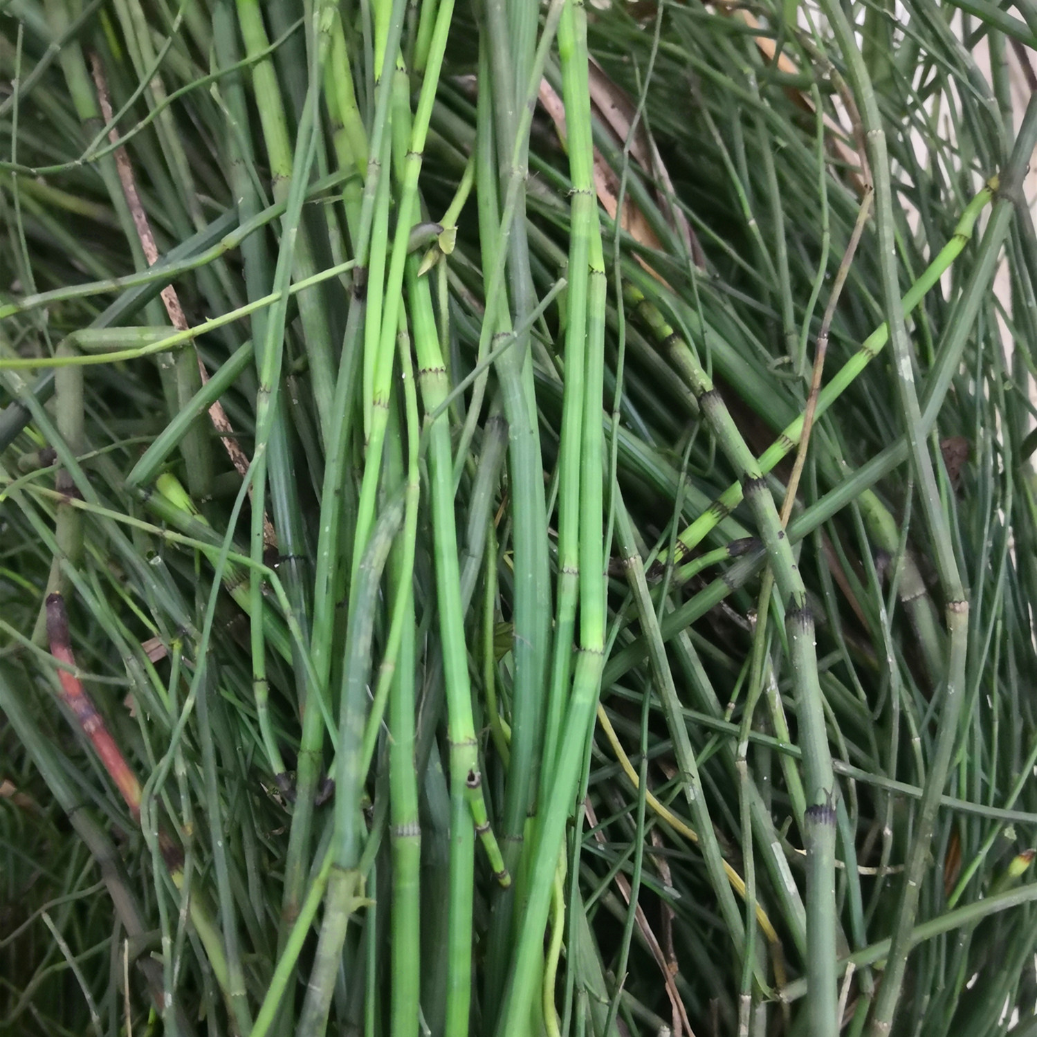 新鲜节节草天然木贼草节骨草无心笔筒草500g现采笔杆草土木贼锁眉