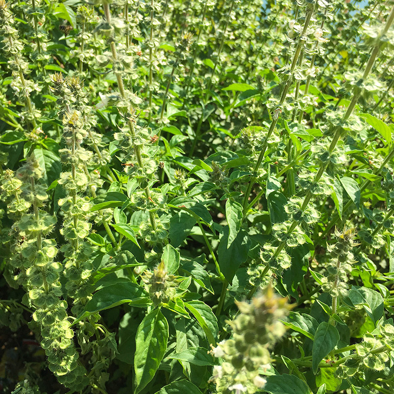 九层塔新鲜罗勒金不换臭苏鱼生菜