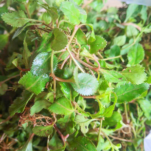 旱田草新鲜鸭嘴癀正宗定经草小号虎舌癀潮汕蜈蚣草田素馨地下茶草