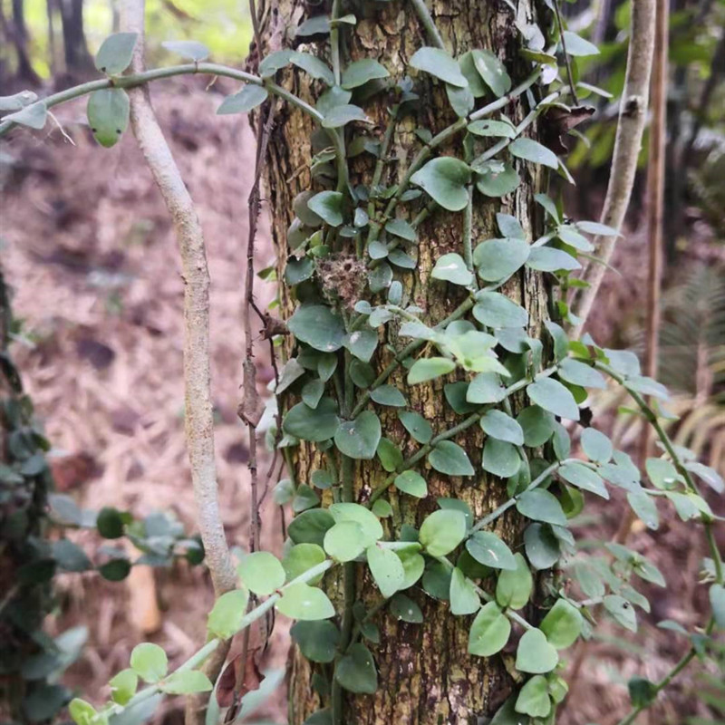 蔓九节新鲜穿根藤天然拎壁龙风不动藤上树龙500g包邮娱蚣藤崧筋藤
