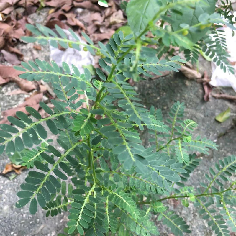 叶下珠苦味新鲜珍珠草中草药珠仔