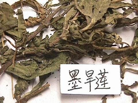 新货旱莲草中药材500g包邮墨旱莲野生猪牙草旱连草另售女贞子好货